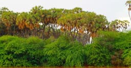 Somali Language: 11 Popular Questions Answered